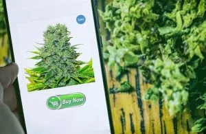 Buy cannabis online canada